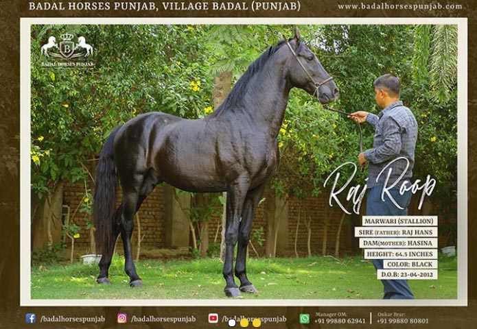 Marwari Stallion